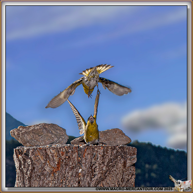 Tarin des Aulnes et Gros bec